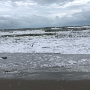 Meet your Posher, Callie